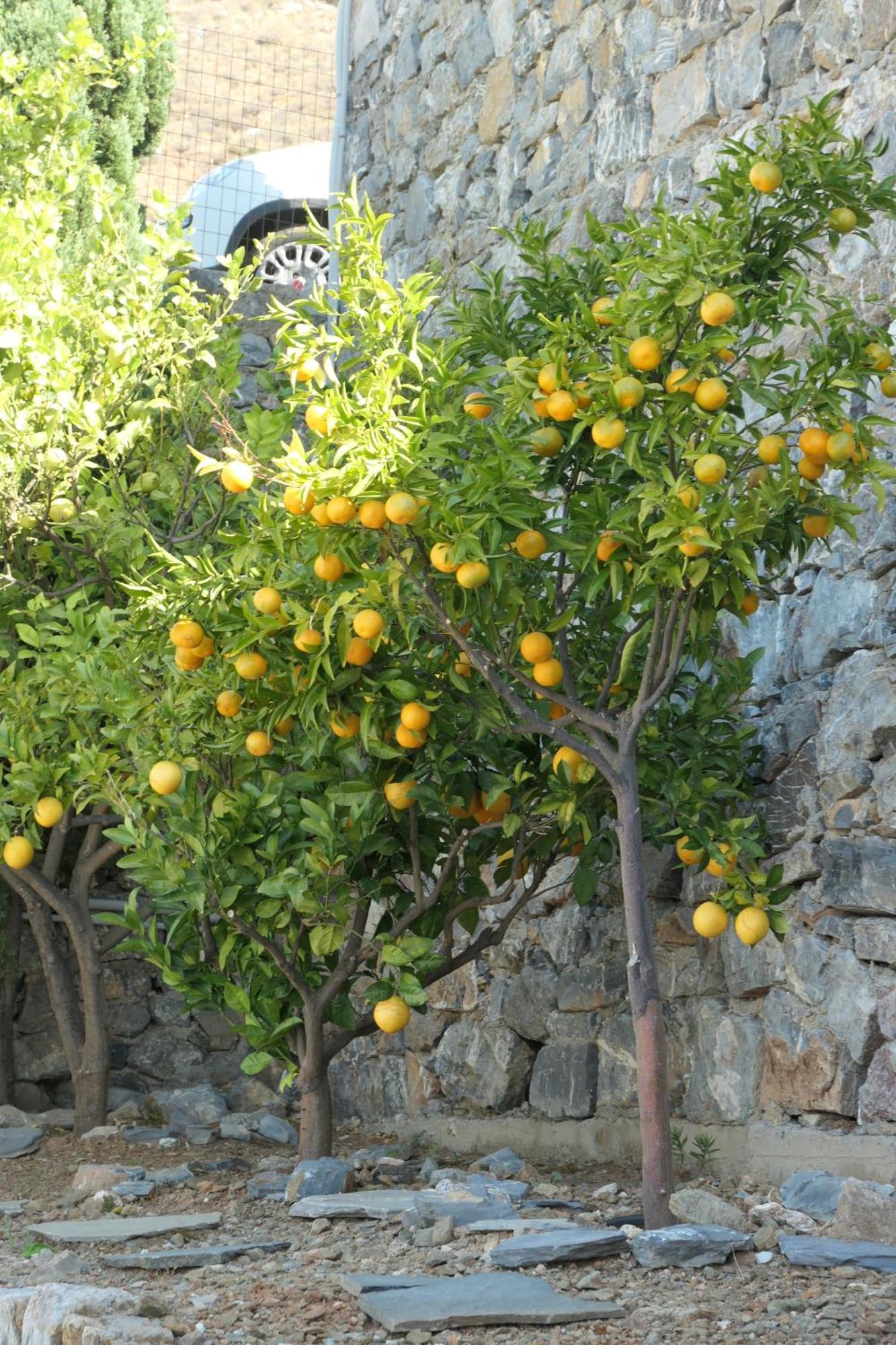 Thalassa Villa Plakias Dış mekan fotoğraf